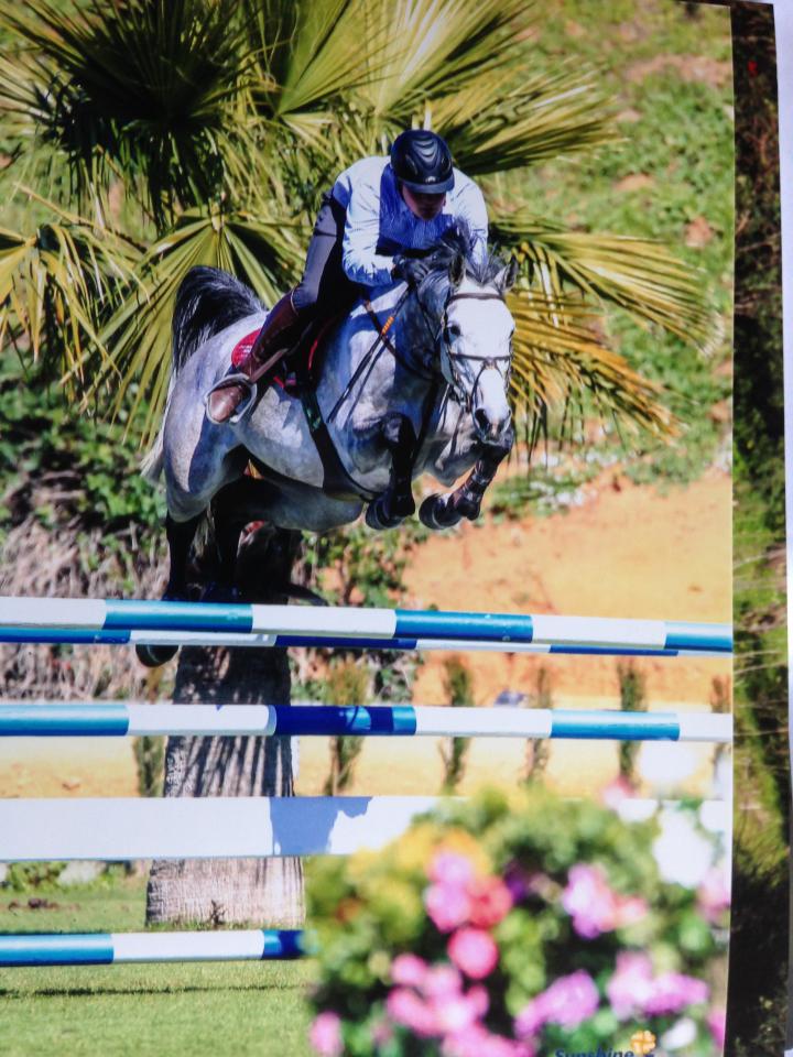 The Sport Horse Centre - Success Breeds Success