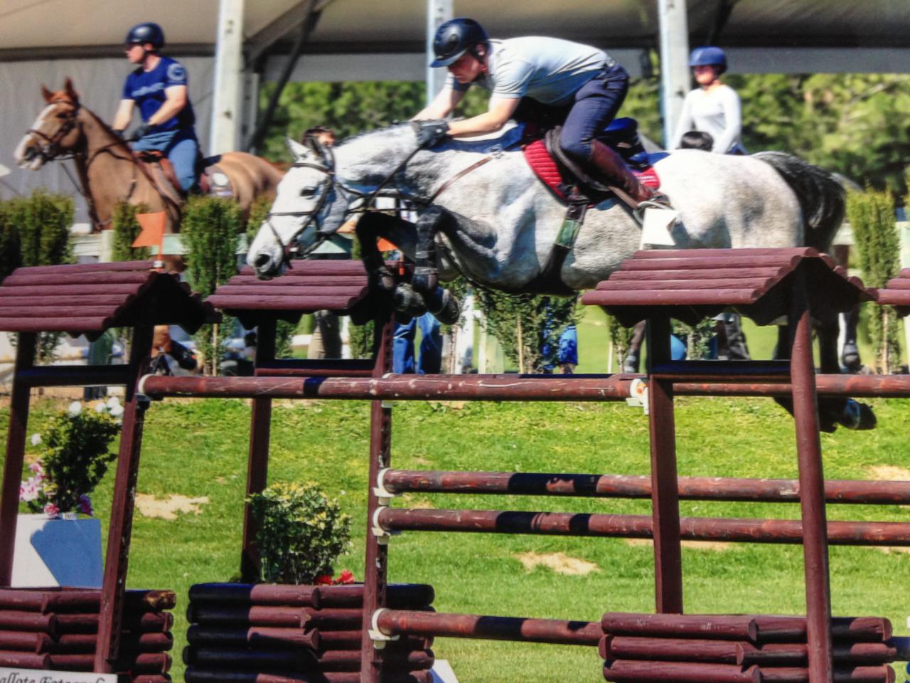 The Sport Horse Centre - Success Breeds Success