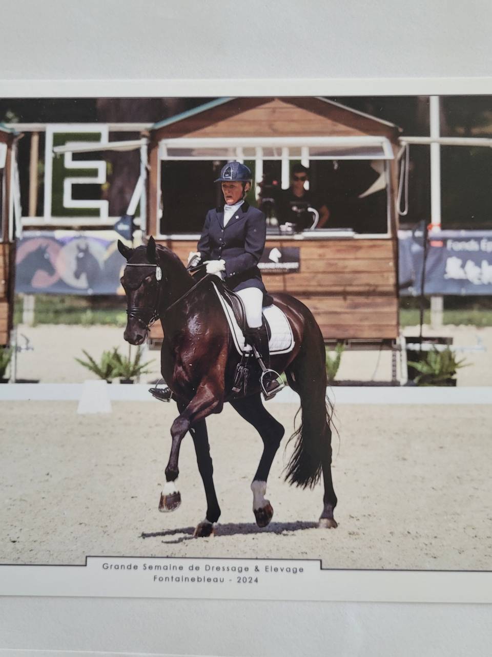 Gelding KWPN Dutch Warmblood For sale 2018 Black