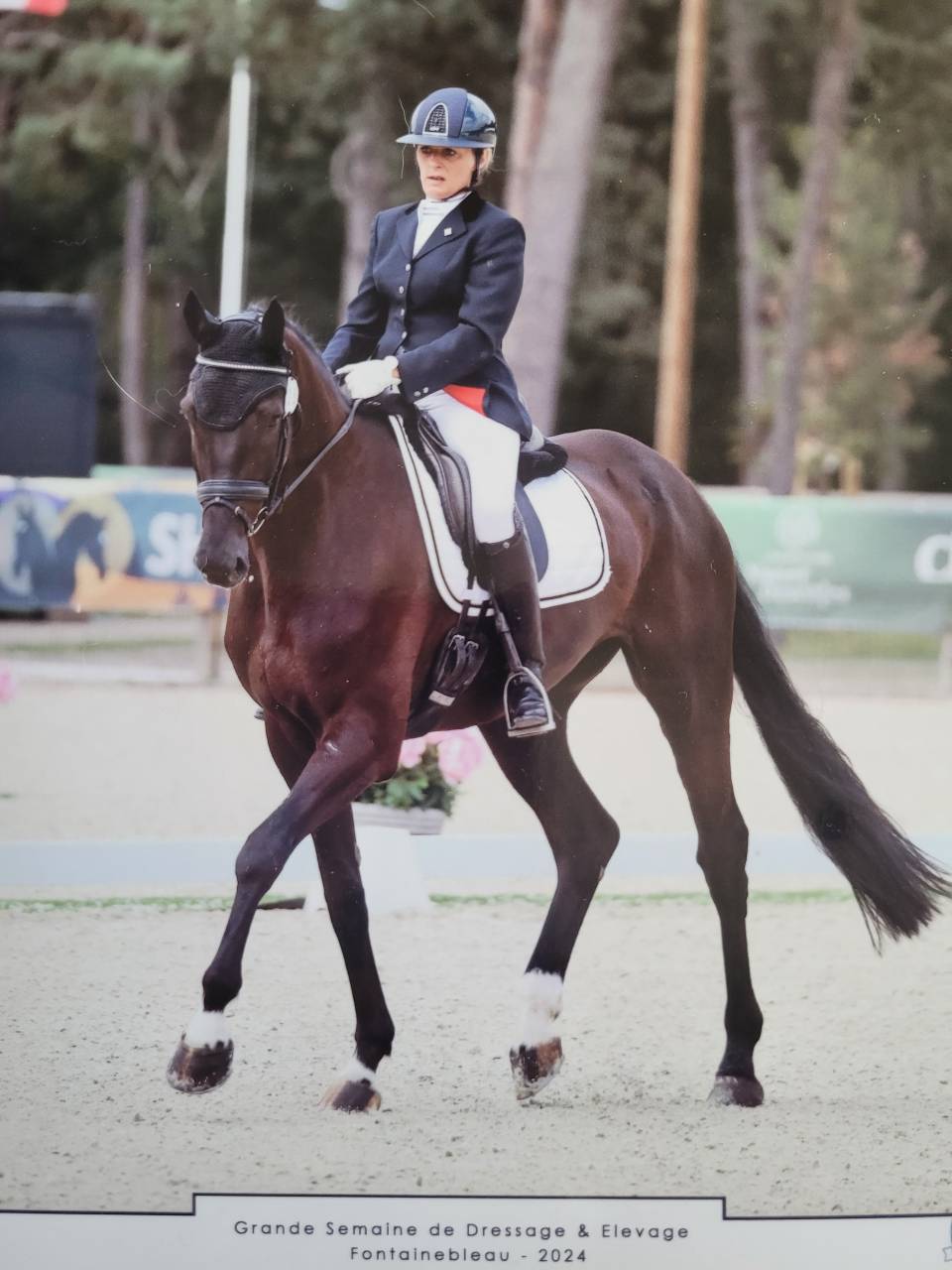 Gelding KWPN Dutch Warmblood For sale 2018 Black