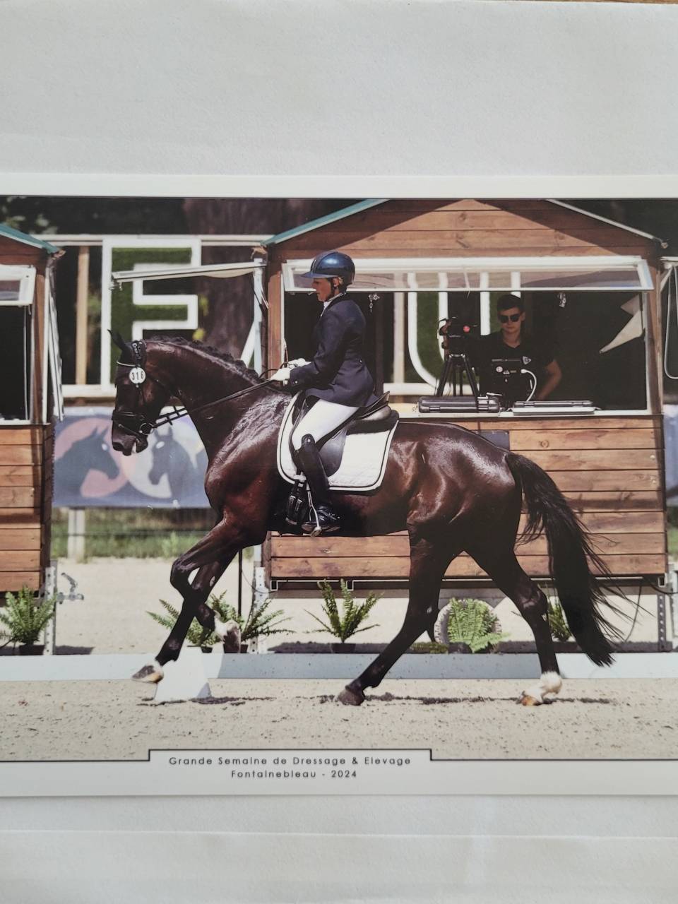 Gelding KWPN Dutch Warmblood For sale 2018 Black