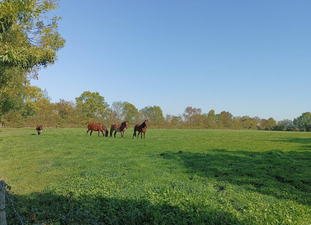 Luxurious equestrian property  Charente-Maritime