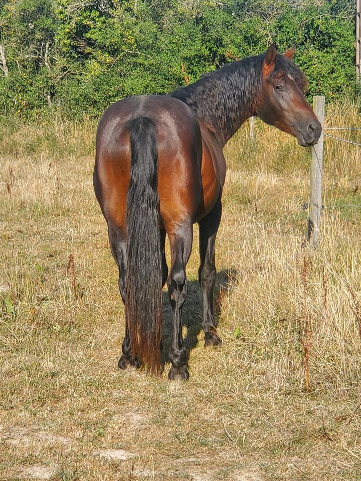 JUST BRIGHT DE RHONON - Connemara 2019 by CRACKER BOY MELODY