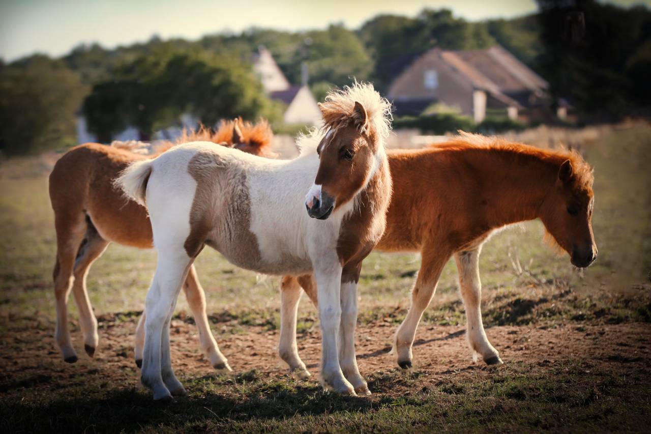 INEDIT DES ISLES - Shetland Pony 2018
