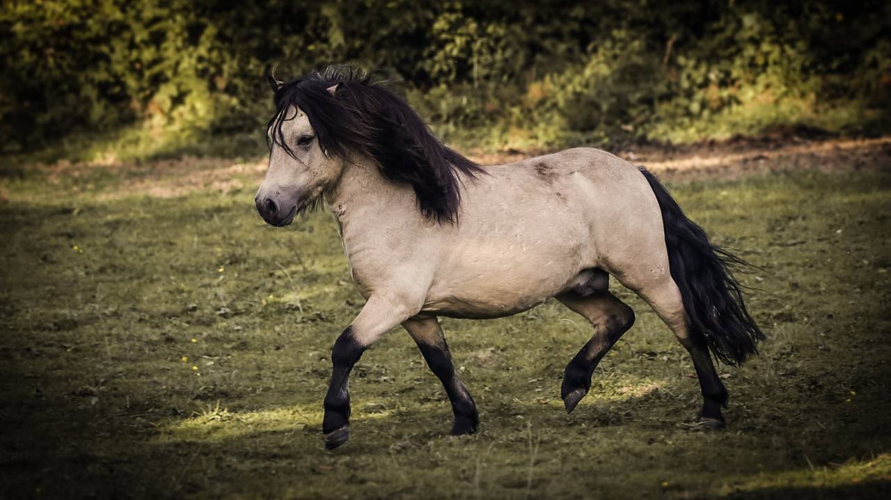 LASKA DE ST BRIS - Shetland Pony 2021