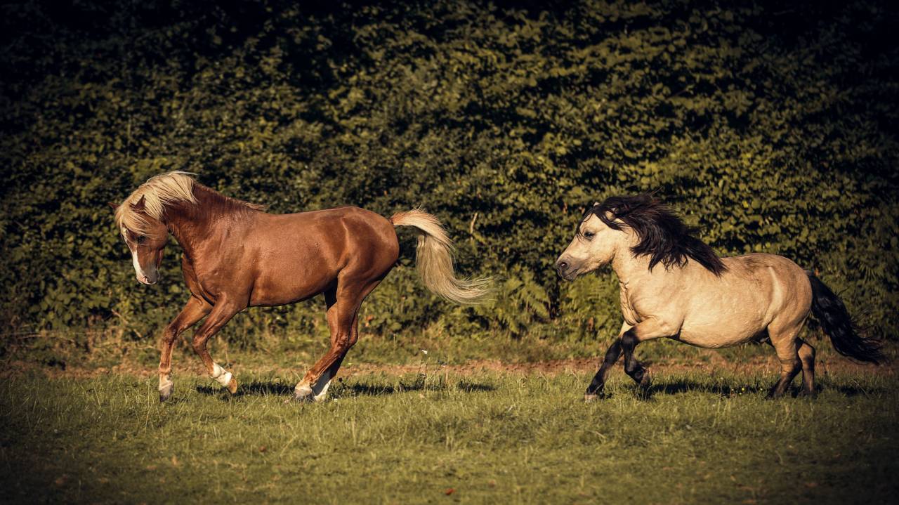 LASKA DE ST BRIS - Shetland Pony 2021