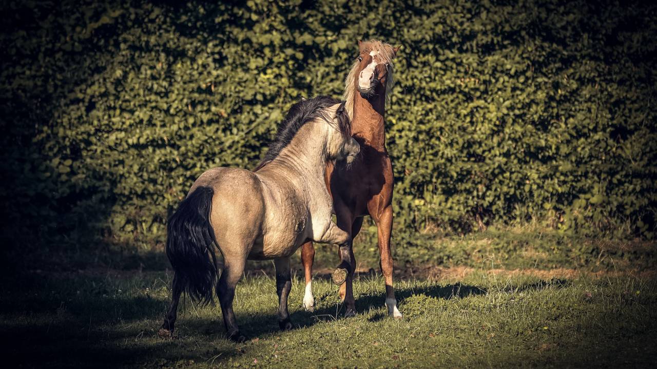 LASKA DE ST BRIS - Shetland Pony 2021