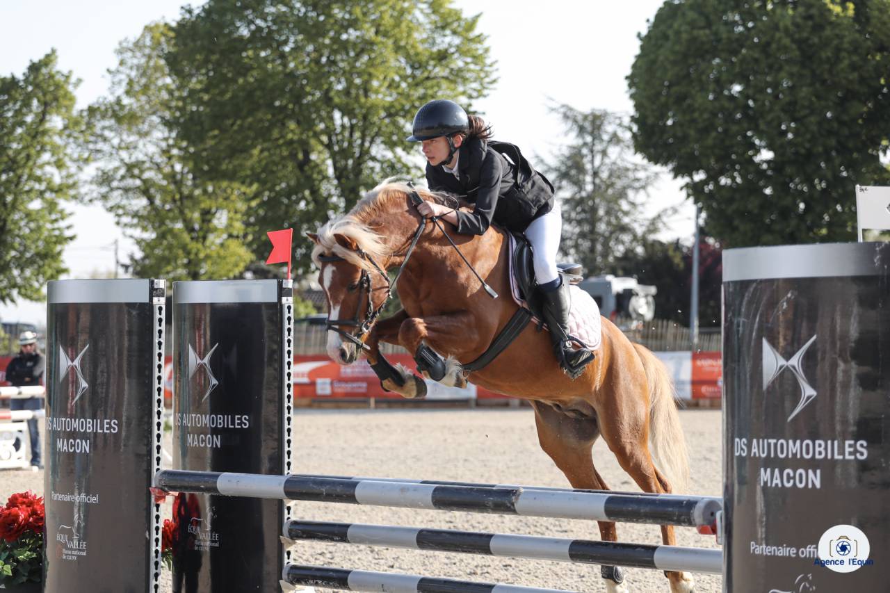 GOLBURY DES BERTAINES - Welsh Pony (Section B) 2016 by VINCE DIWAN