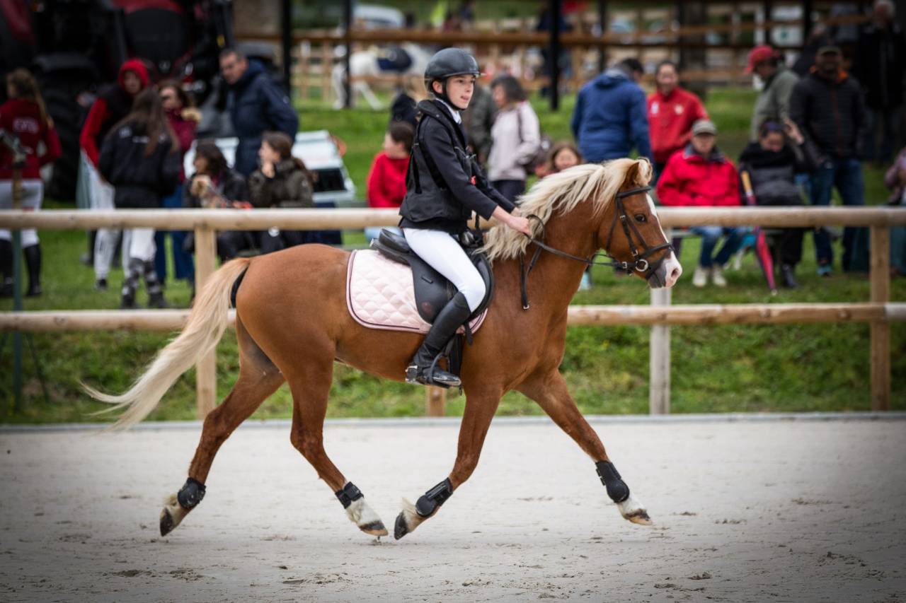 GOLBURY DES BERTAINES - Welsh Pony (Section B) 2016 by VINCE DIWAN
