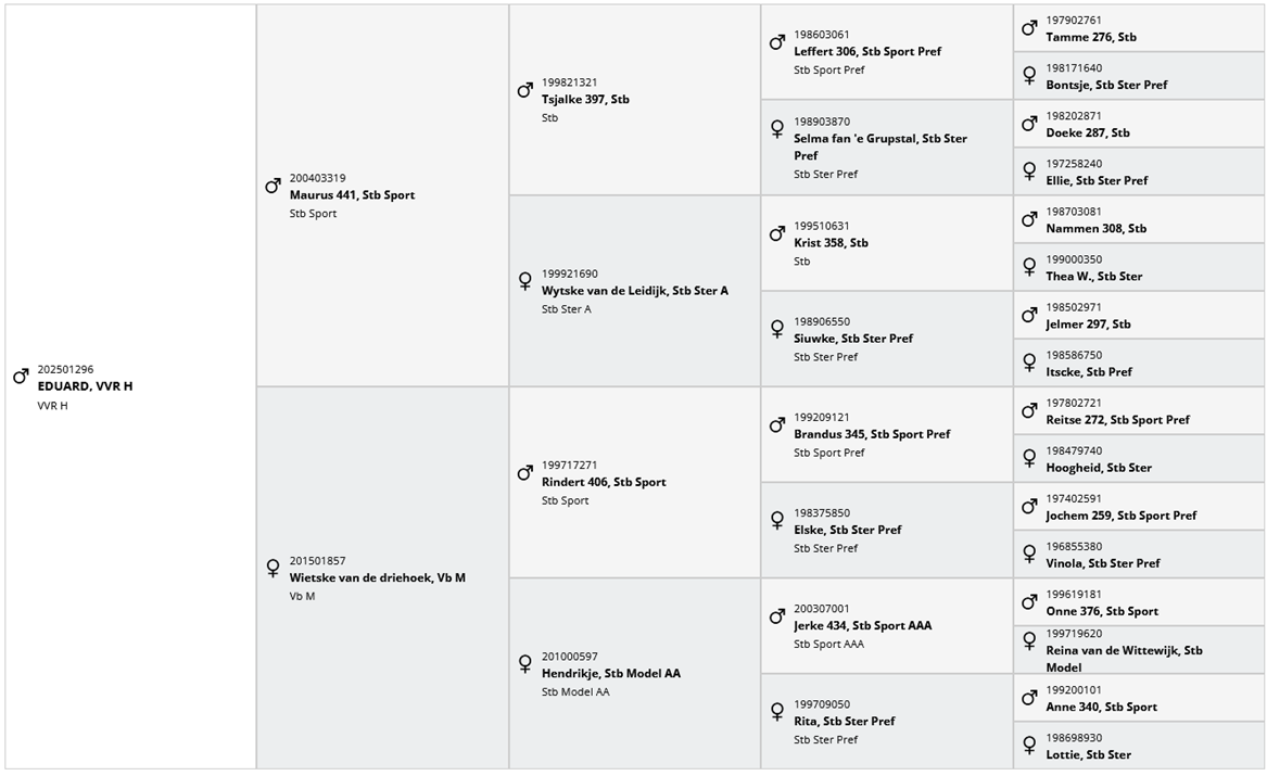 Colt Friesian For sale 2025 Black