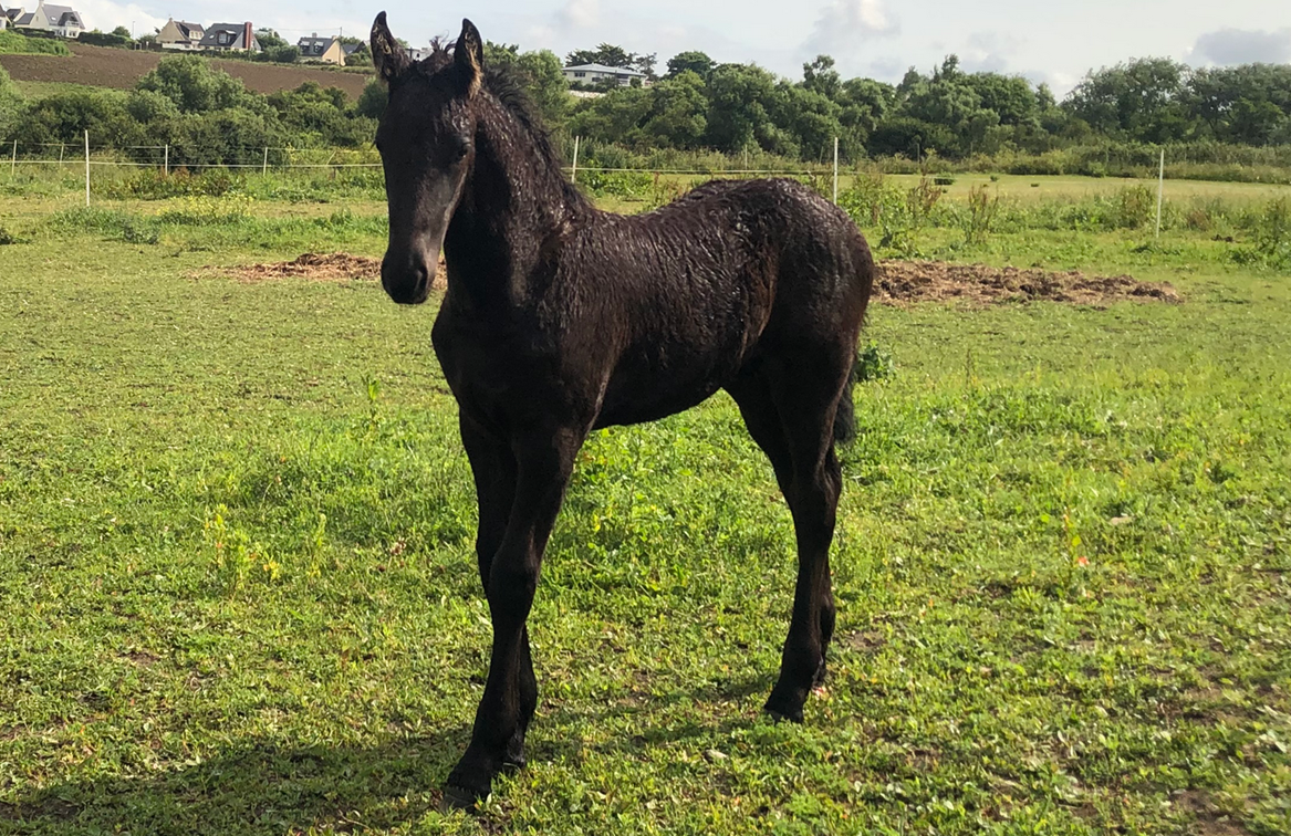Colt Friesian For sale 2025 Black