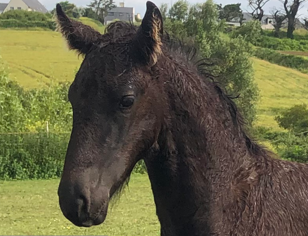 Colt Friesian For sale 2025 Black