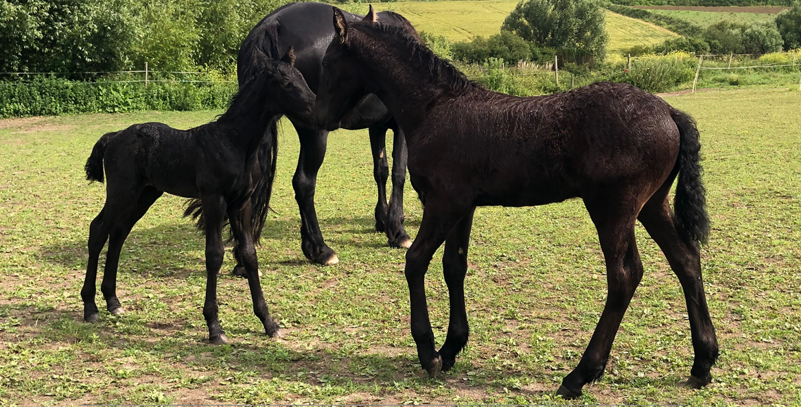 Colt Friesian For sale 2025 Black