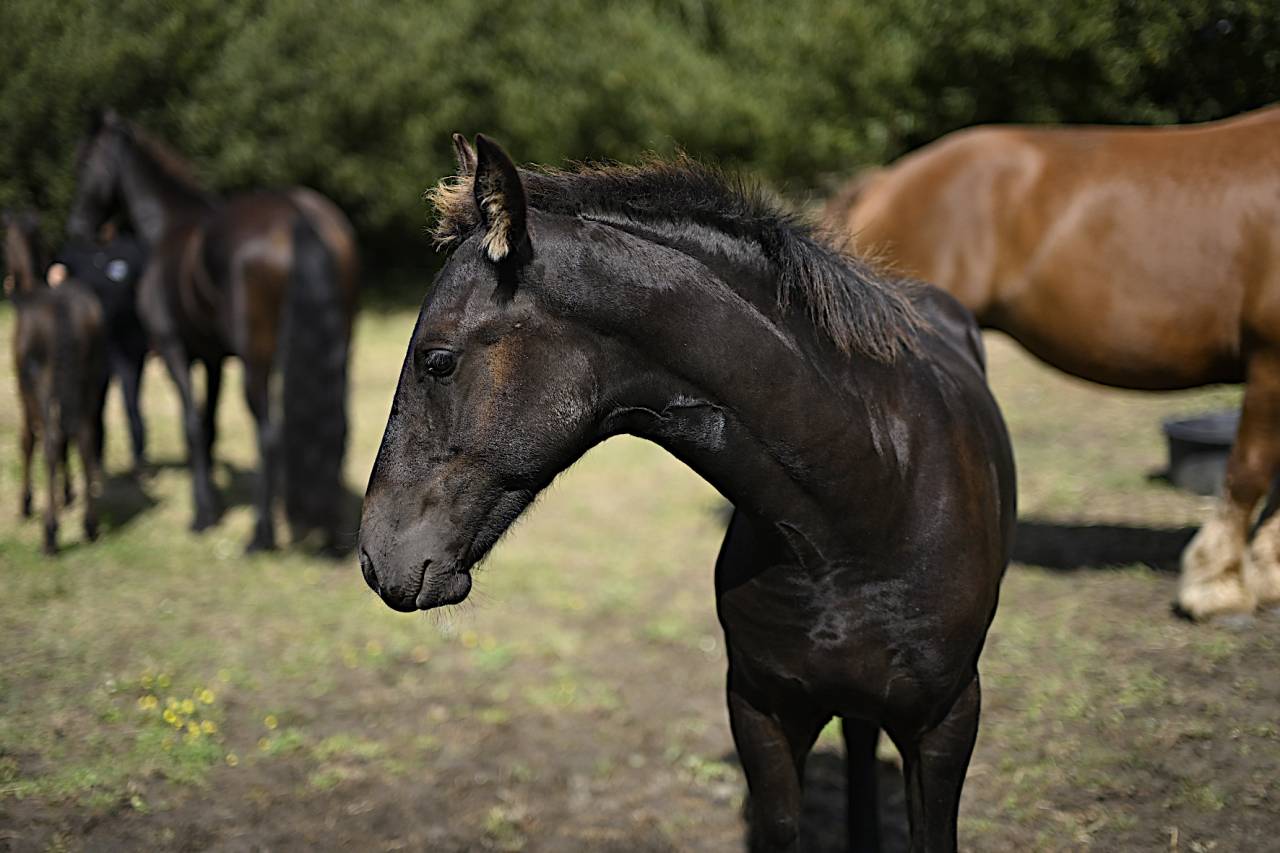 Colt Friesian For sale 2025 Black