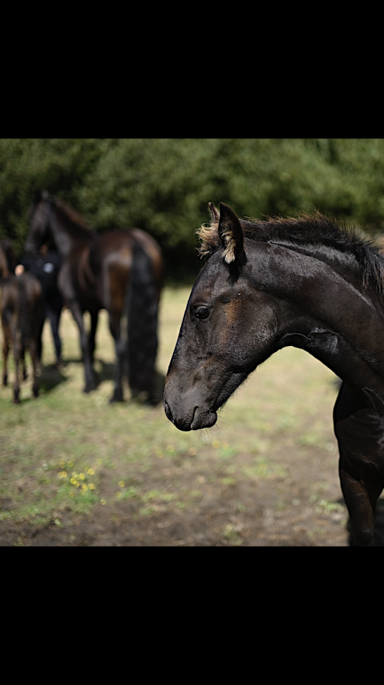 Colt Friesian For sale 2025 Black