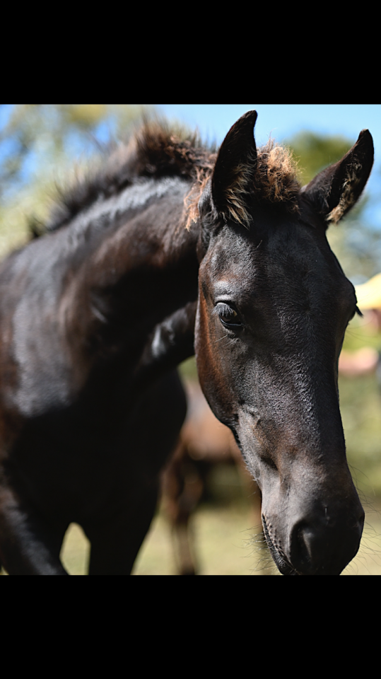 Colt Friesian For sale 2025 Black