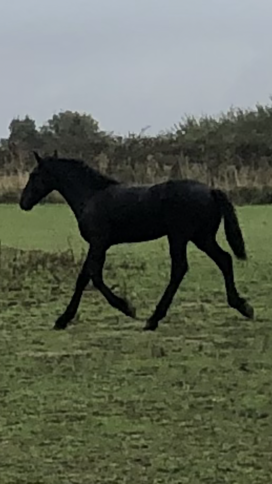 Colt Friesian For sale 2025 Black