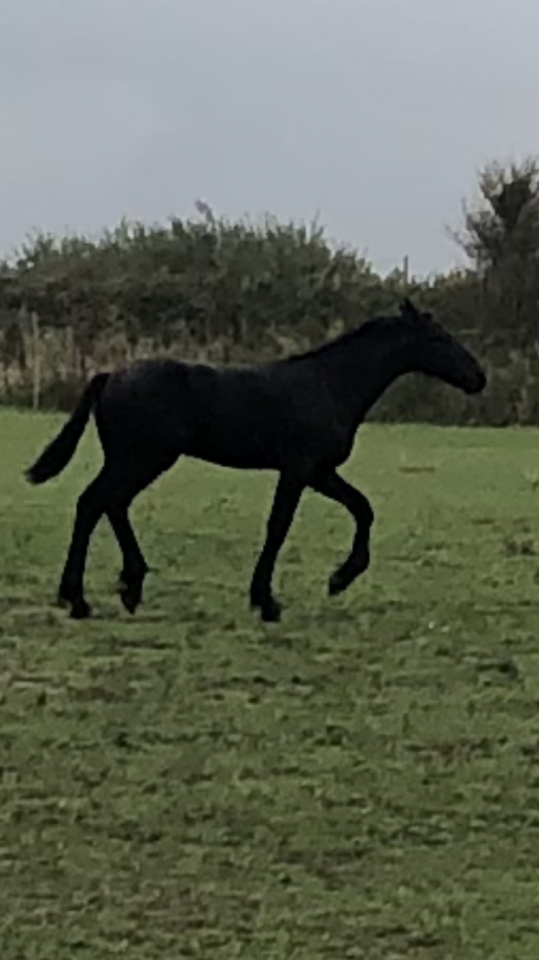 Colt Friesian For sale 2025 Black