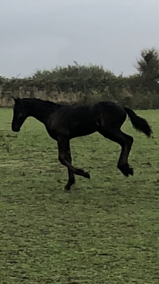 Colt Friesian For sale 2025 Black