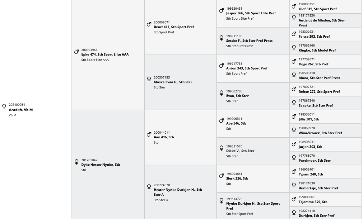 Filly Friesian For sale 2024 Black