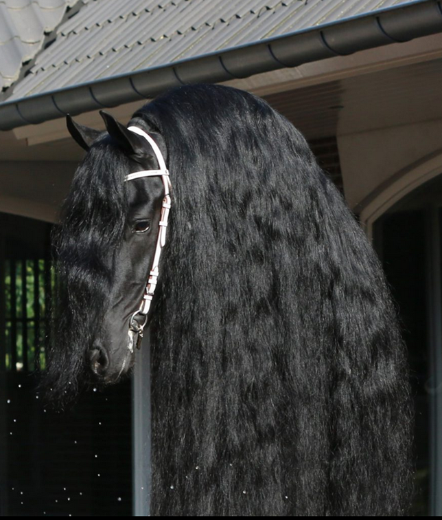 Filly Friesian For sale 2024 Black