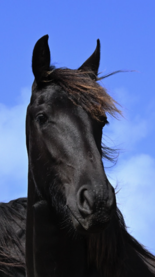 Filly Friesian For sale 2024 Black