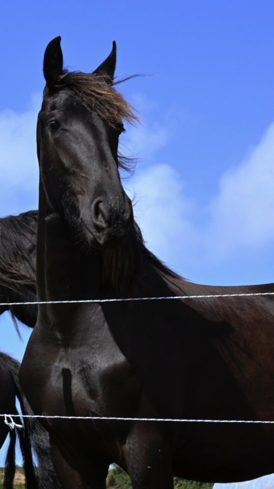 Filly Friesian For sale 2024 Black