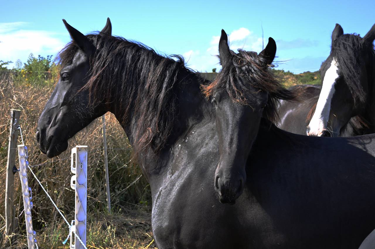 Filly Friesian For sale 2024 Black