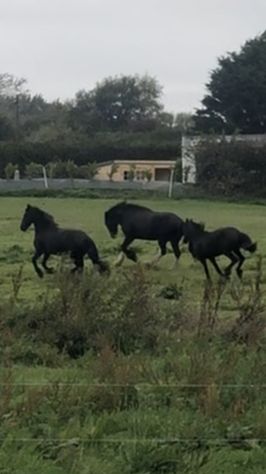 Filly Friesian For sale 2024 Black