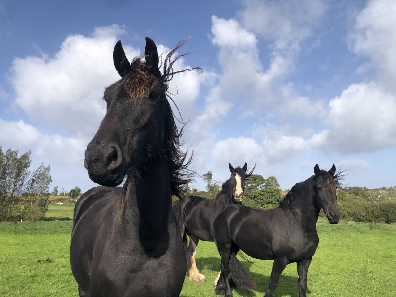 Filly Friesian For sale 2024 Black
