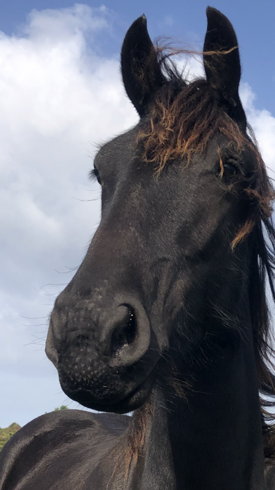 Filly Friesian For sale 2024 Black