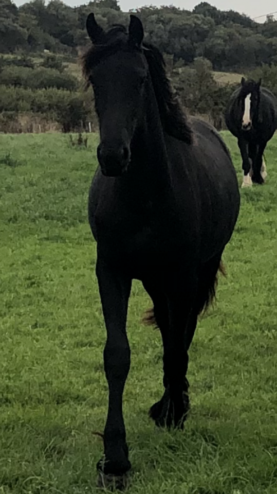 Filly Friesian For sale 2024 Black