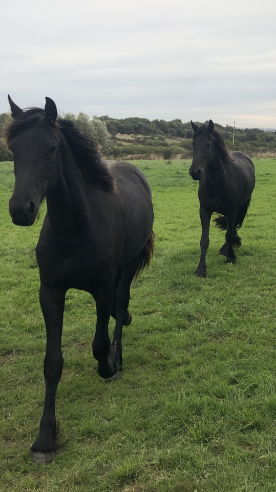 Filly Friesian For sale 2024 Black