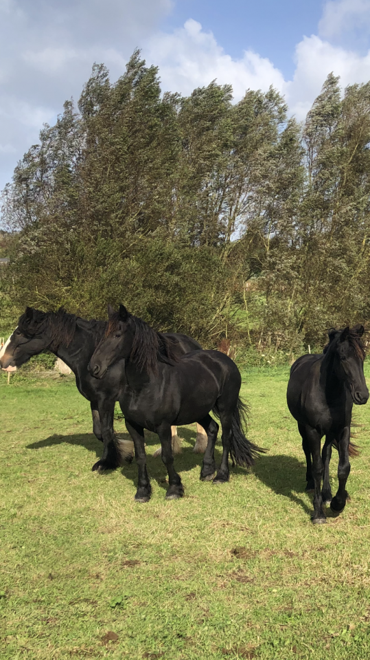 Filly Friesian For sale 2024 Black