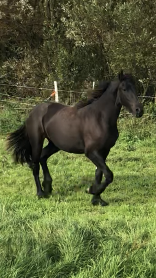 Filly Friesian For sale 2024 Black