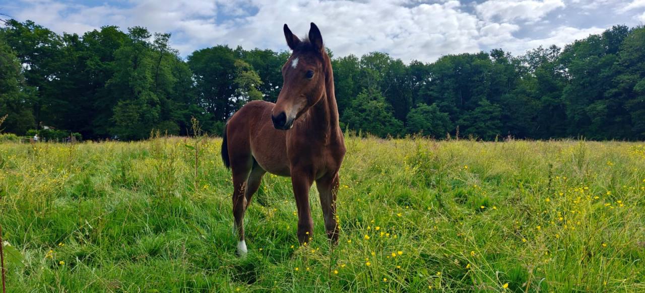 Colt Selle Français For sale 2025 Bay