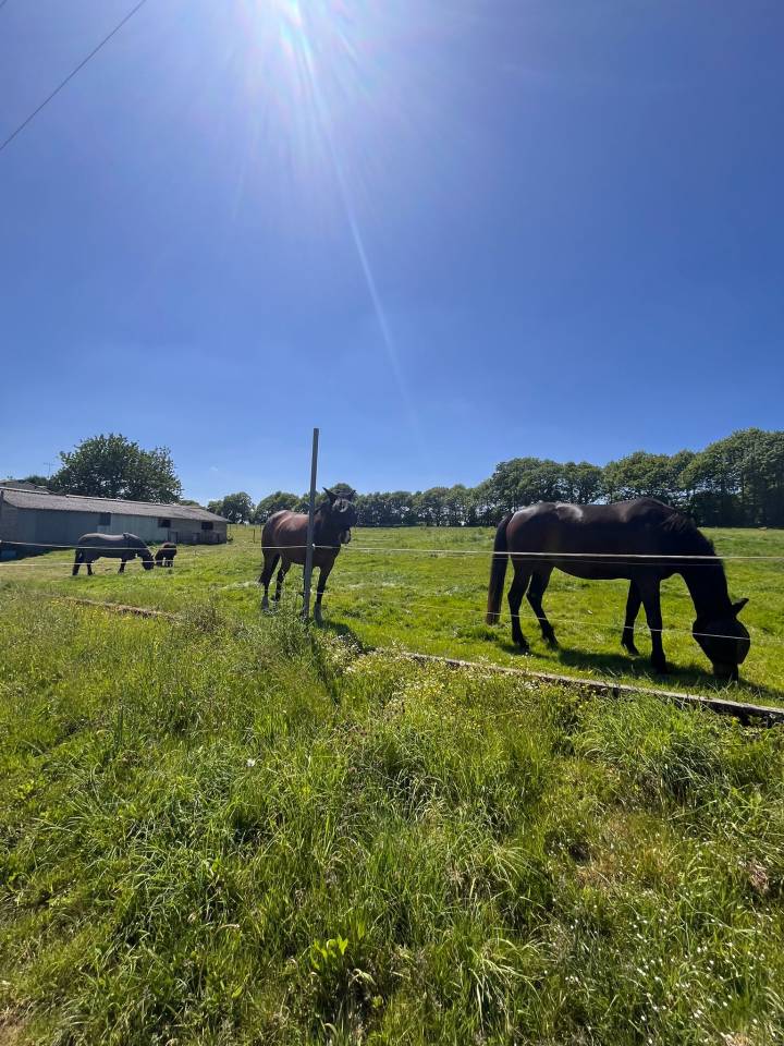 Equestrian property  Ile-et-Vilaine