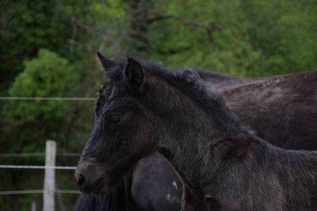 Mare Mérens For sale 2024 Black