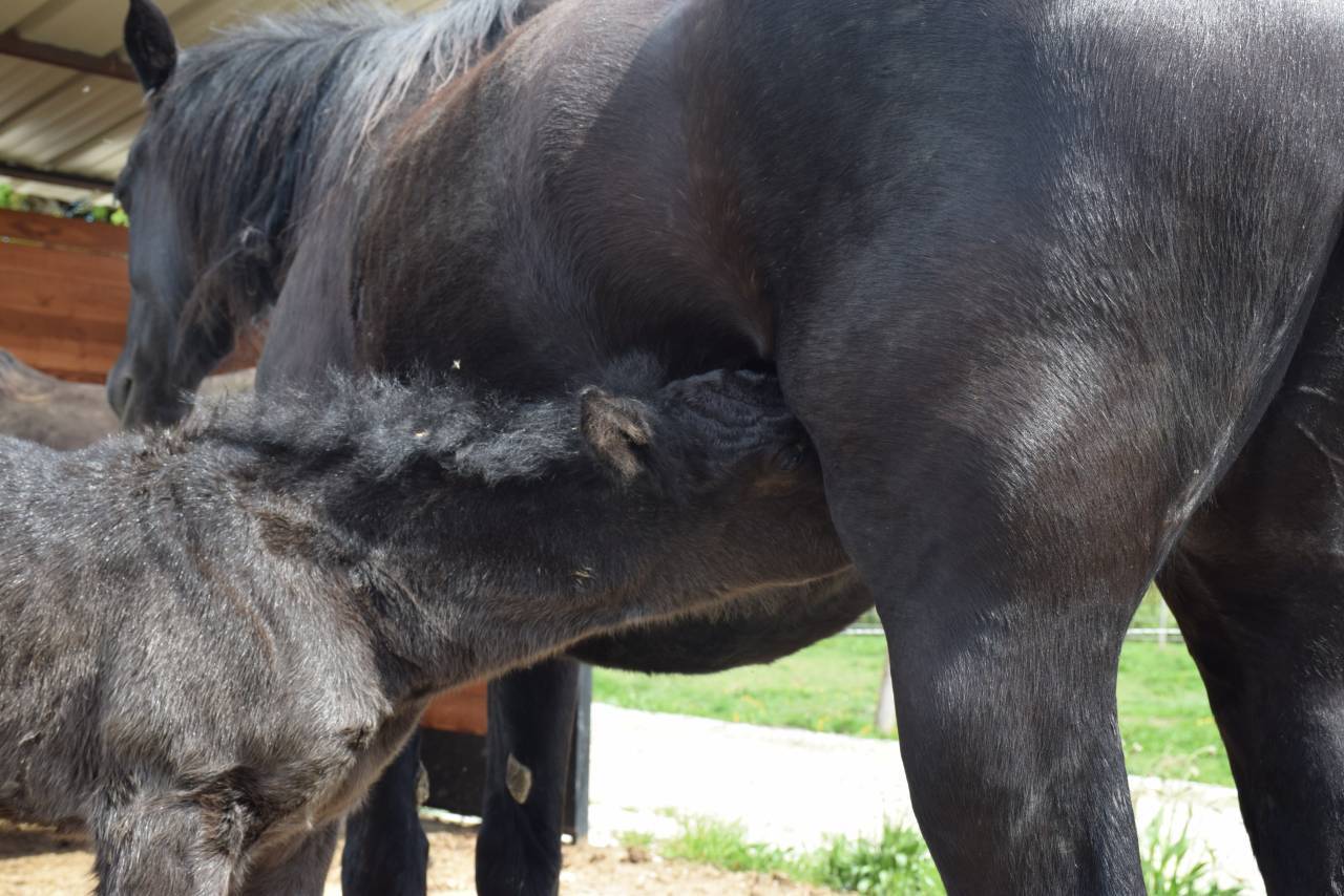 Mare Mérens For sale 2024 Black