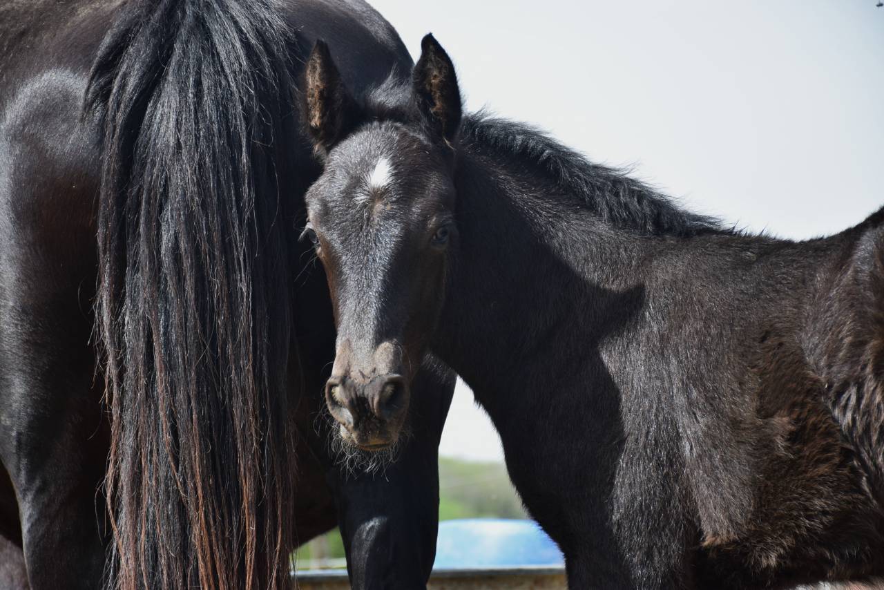 Mare Mérens For sale 2024 Black