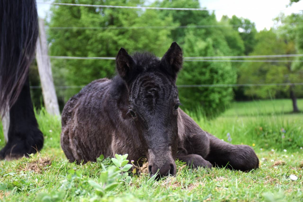 Mare Mérens For sale 2024 Black