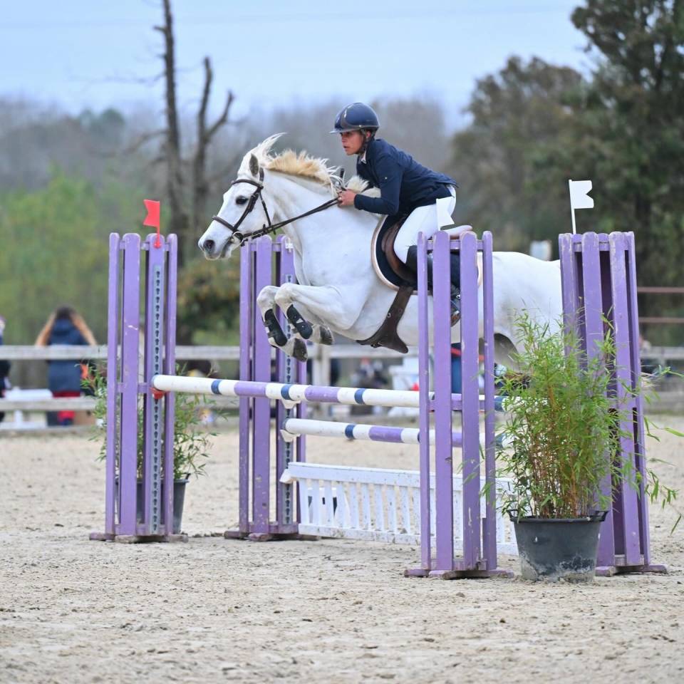 Mare Connemara For sale 2011 White