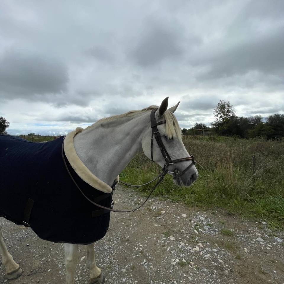 Mare Connemara For sale 2011 White