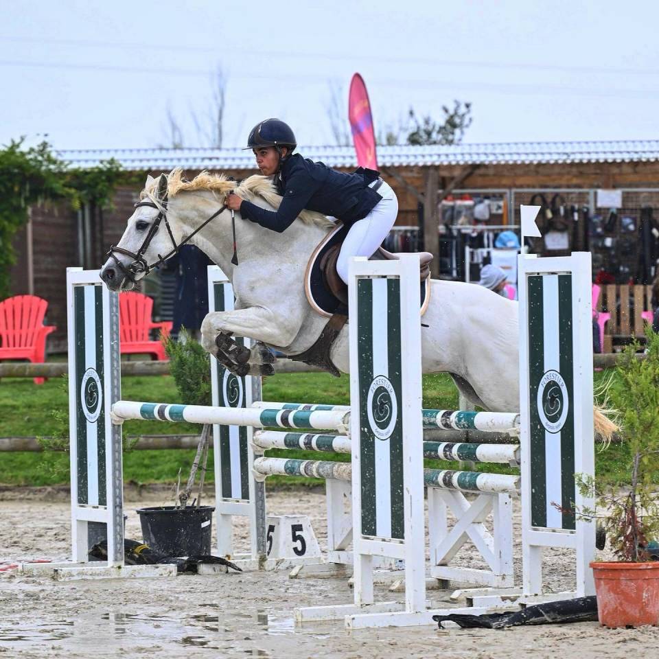 Mare Connemara For sale 2011 White