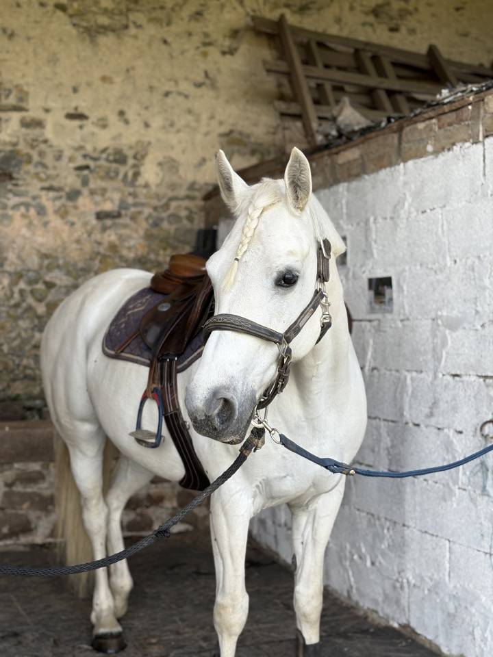 Mare Connemara For sale 2011 White