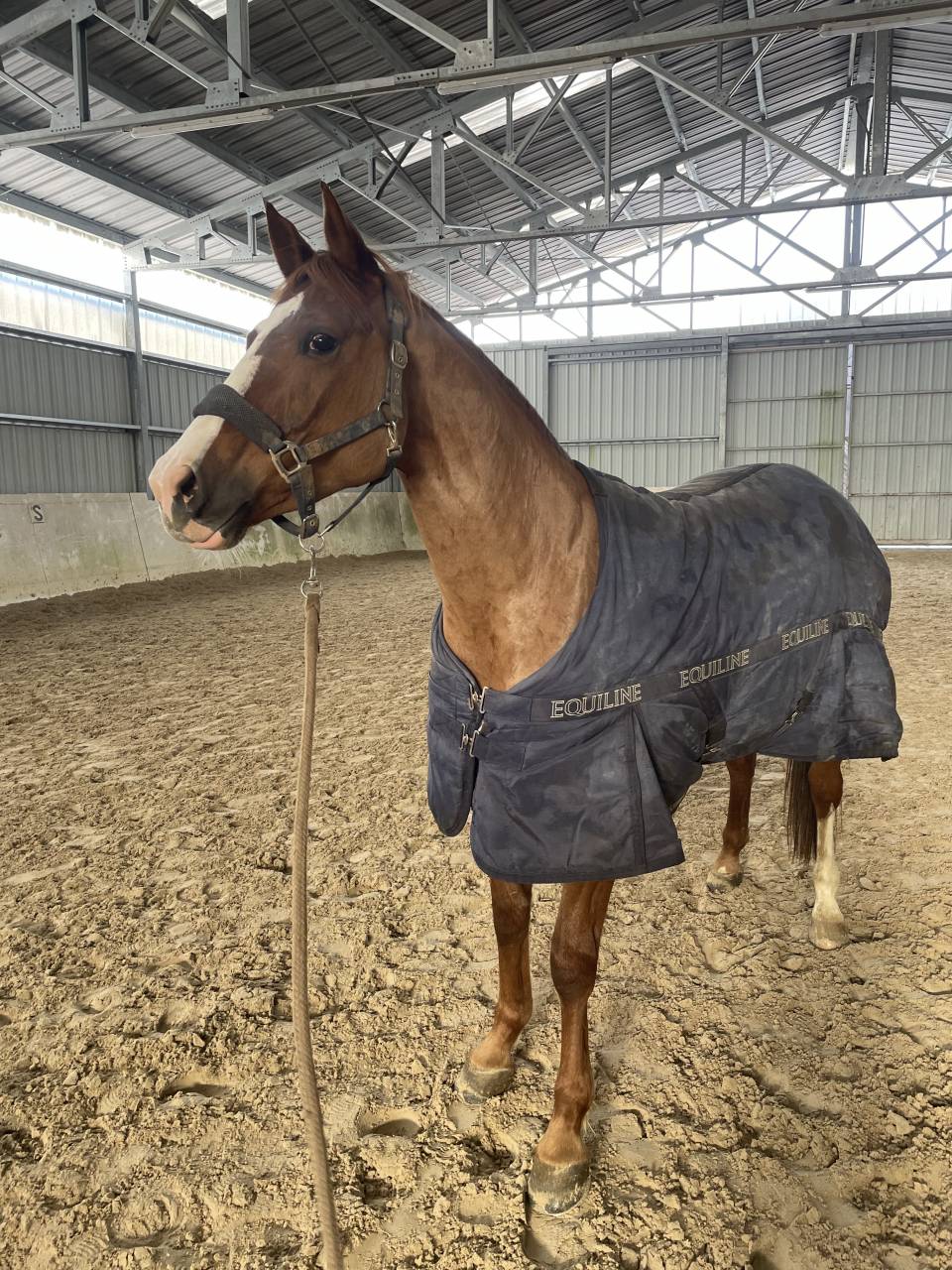 Mare Origin Recorded For sale 2018 Chesnut