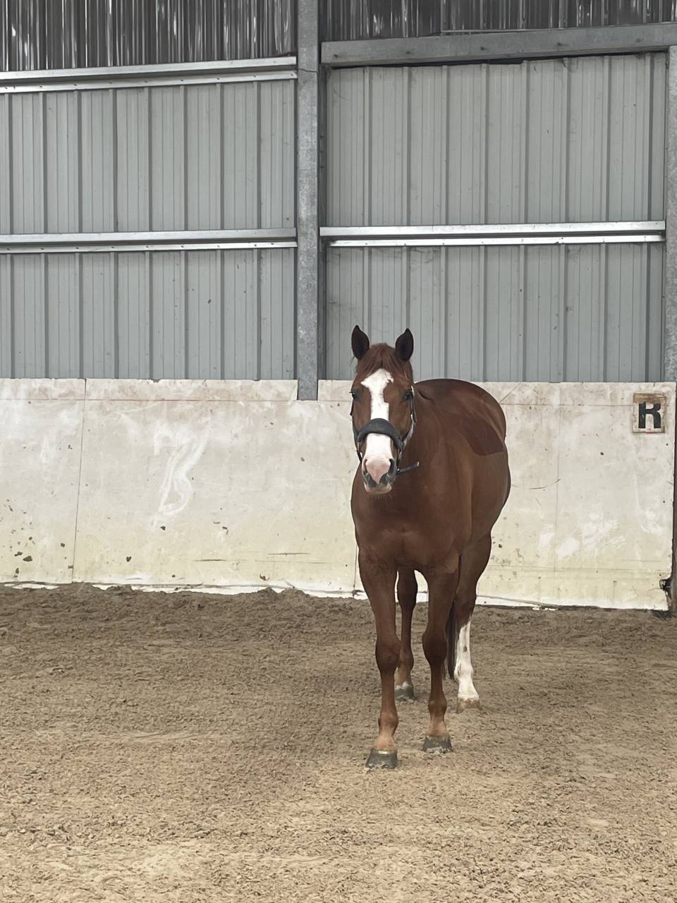Mare Origin Recorded For sale 2018 Chesnut