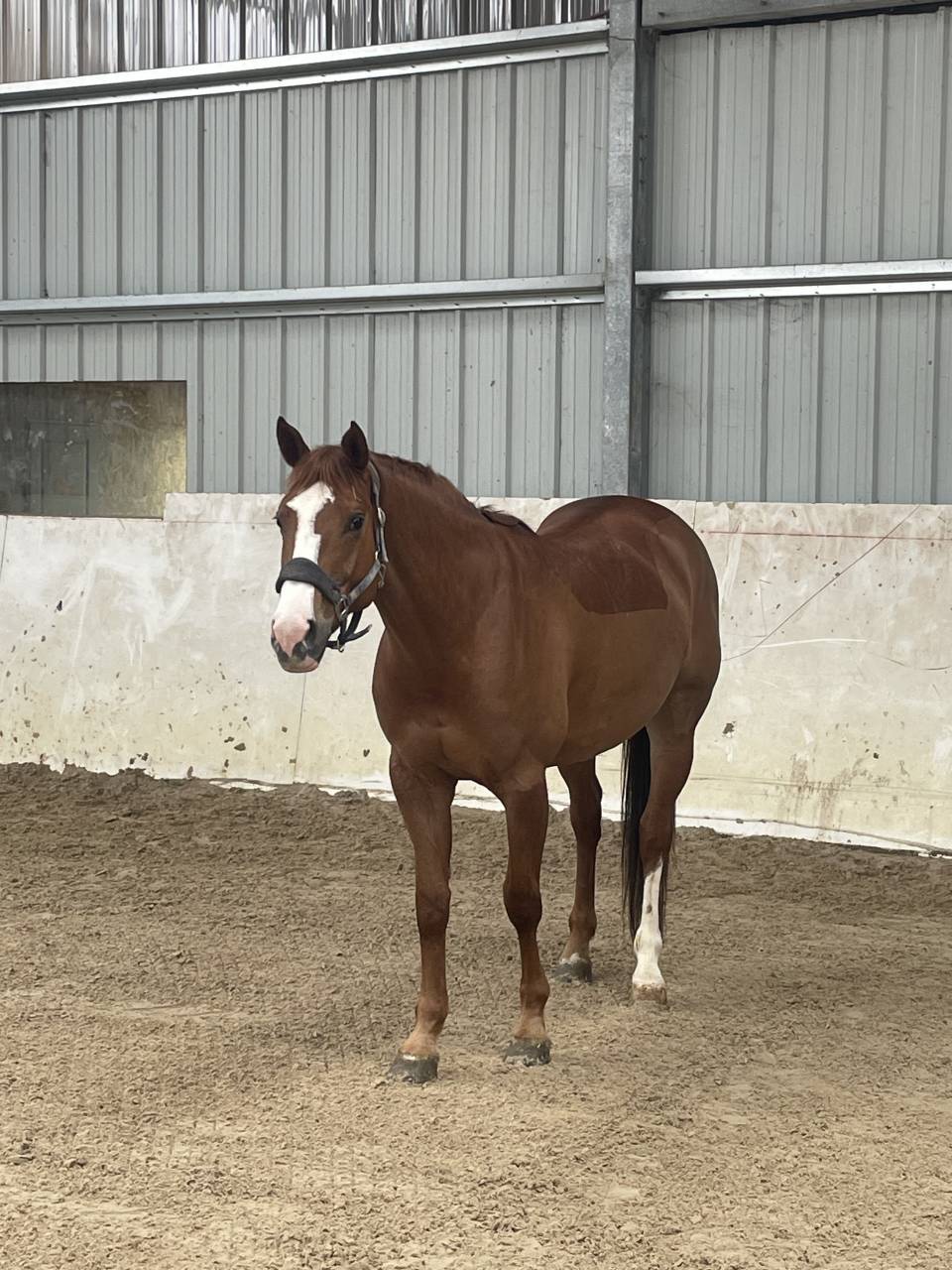 Mare Origin Recorded For sale 2018 Chesnut
