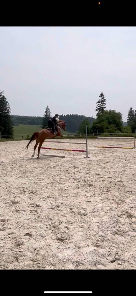 Mare Origin Recorded For sale 2018 Chesnut