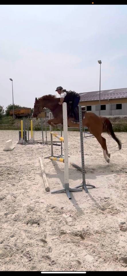 Mare Origin Recorded For sale 2018 Chesnut